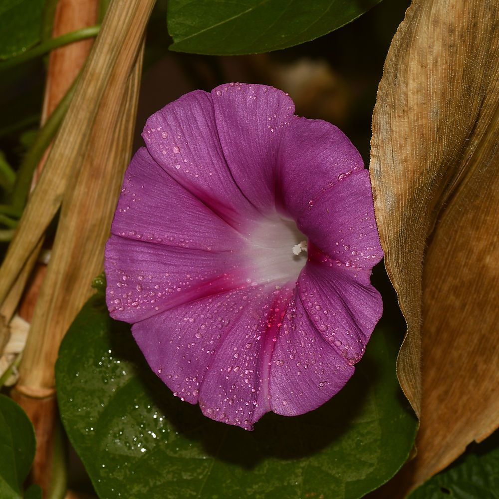 Mallow2.jpg