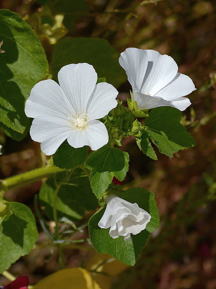 Mallow2.jpg