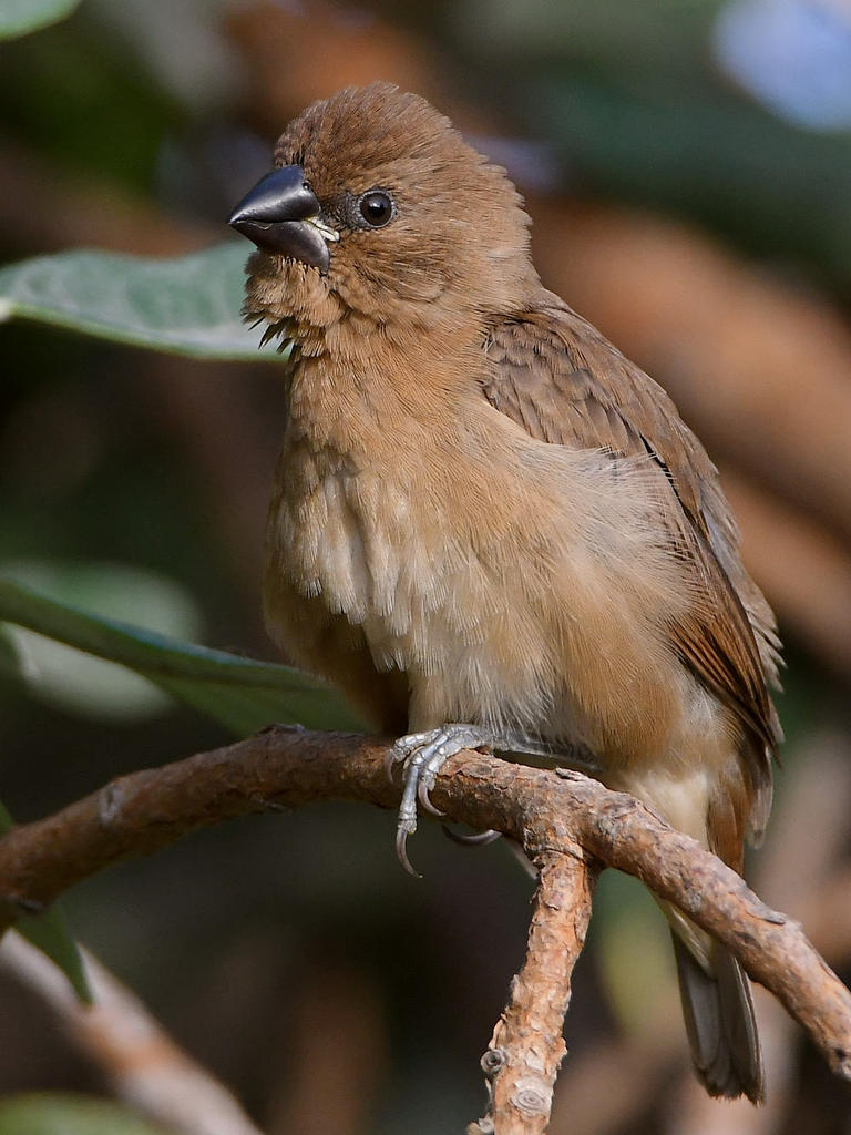 Manakin10.jpg