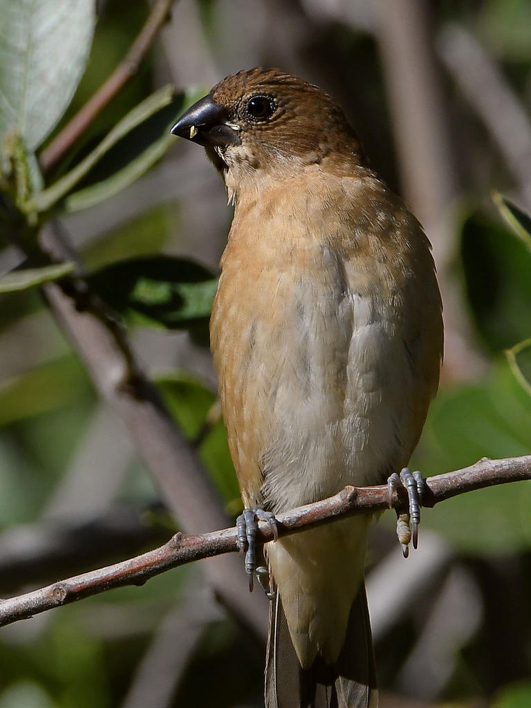 Manakin2.jpg