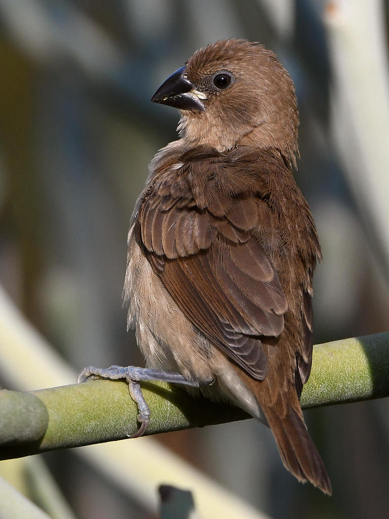 Manakin4.jpg