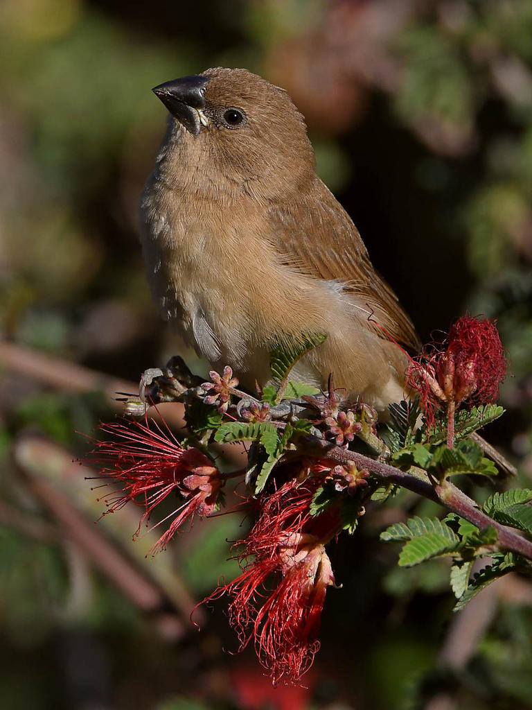 Manakin4.jpg