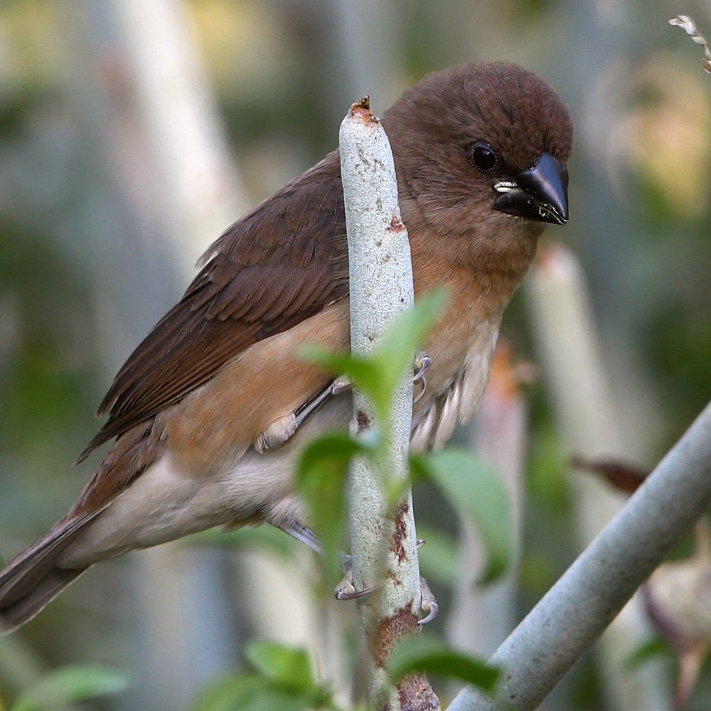 Manakin6.jpg