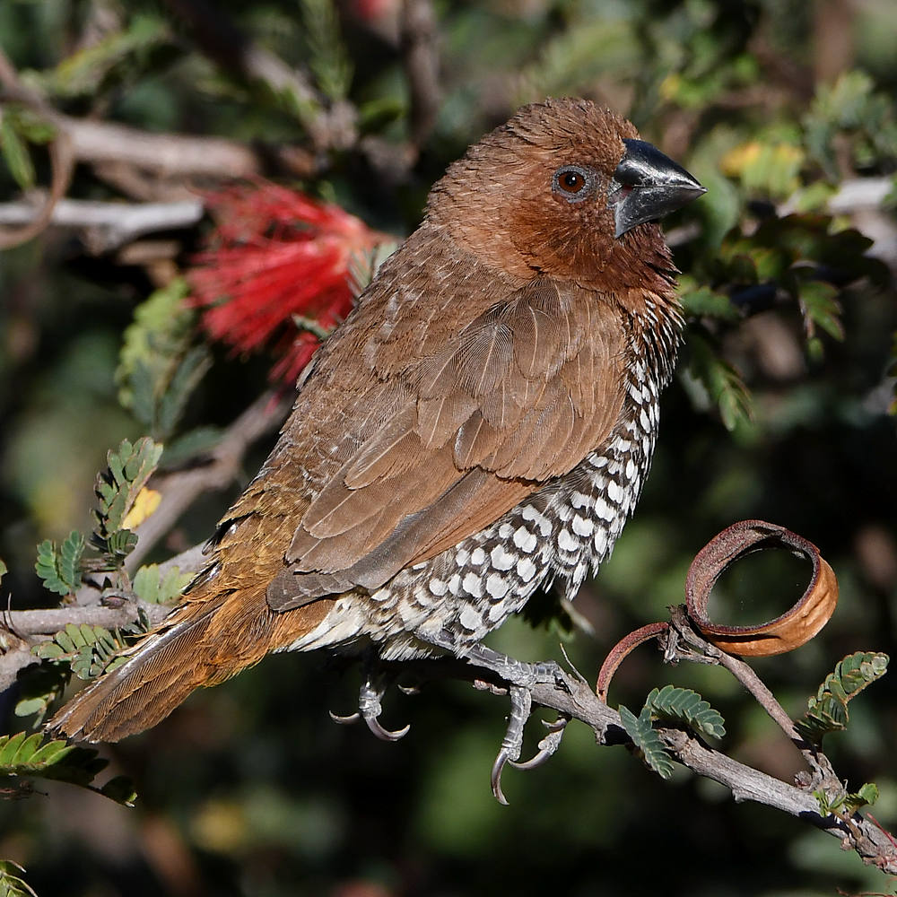 Manakin8.jpg
