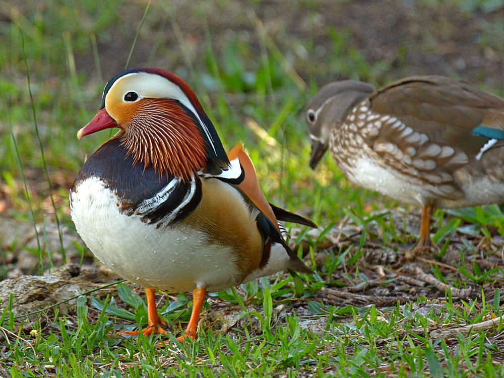 Mandarin2_2015_02_24.jpg