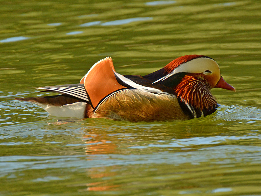 Mandarin3.jpg