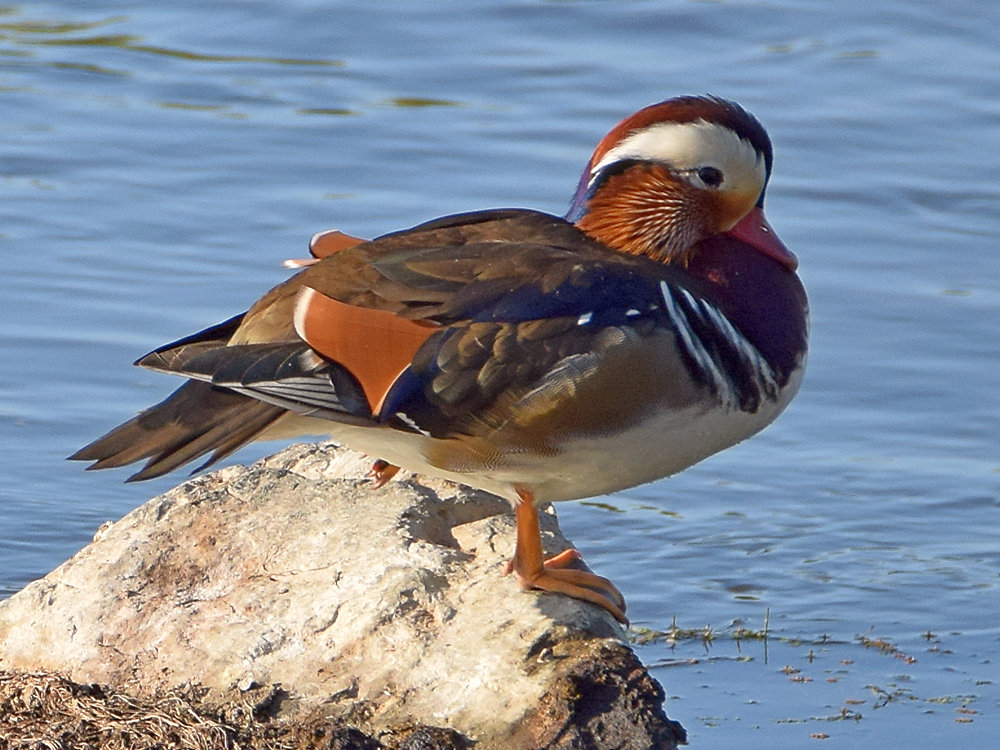 MandarinDuck2.jpg