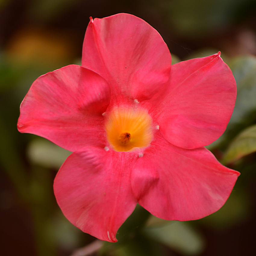 Mandevillia03Jan2014_2.jpg