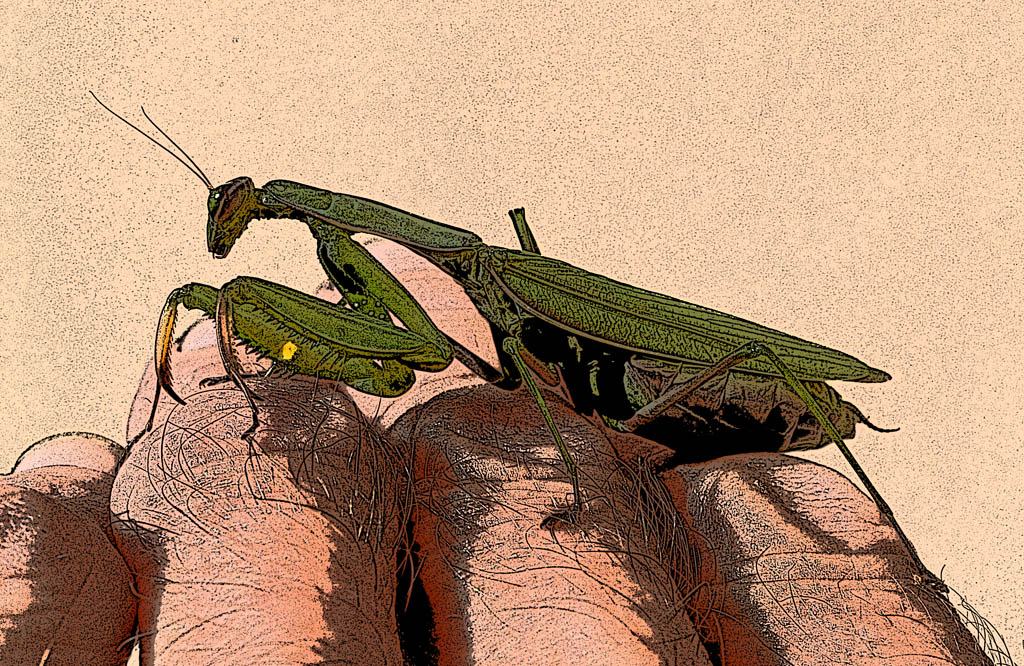 mantis comic.jpg