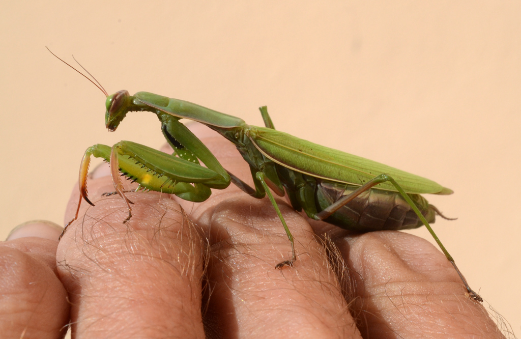 Mantis.jpg