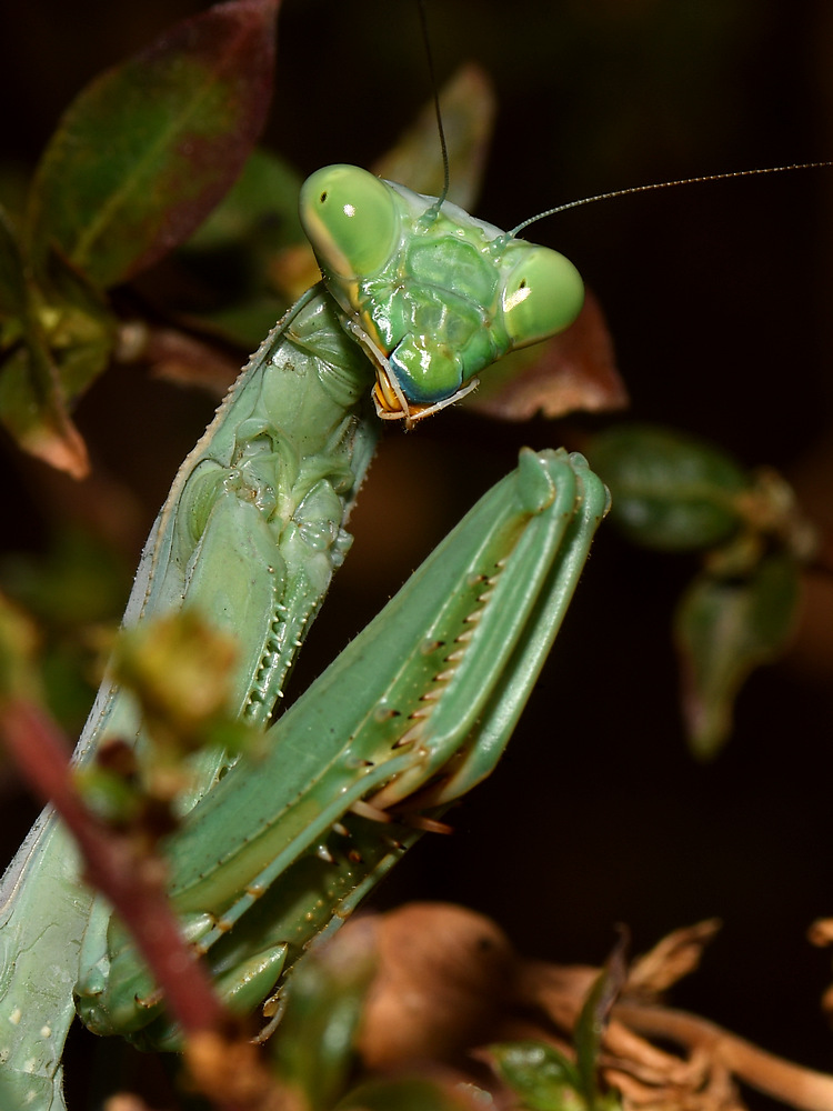 Mantis.jpg