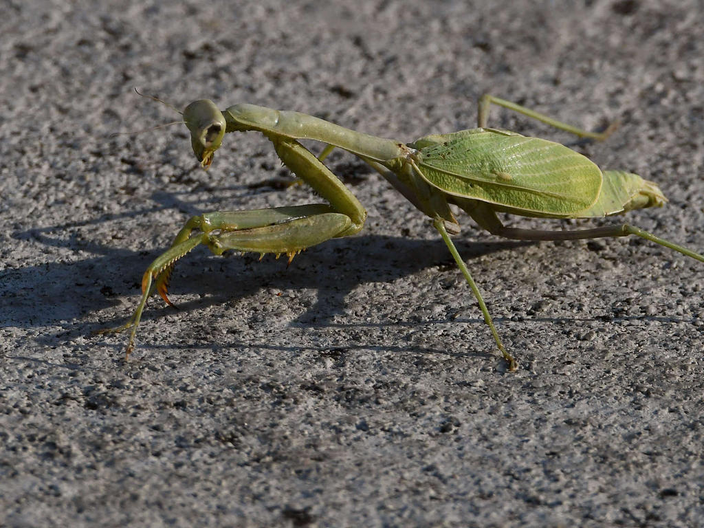 Mantis.jpg
