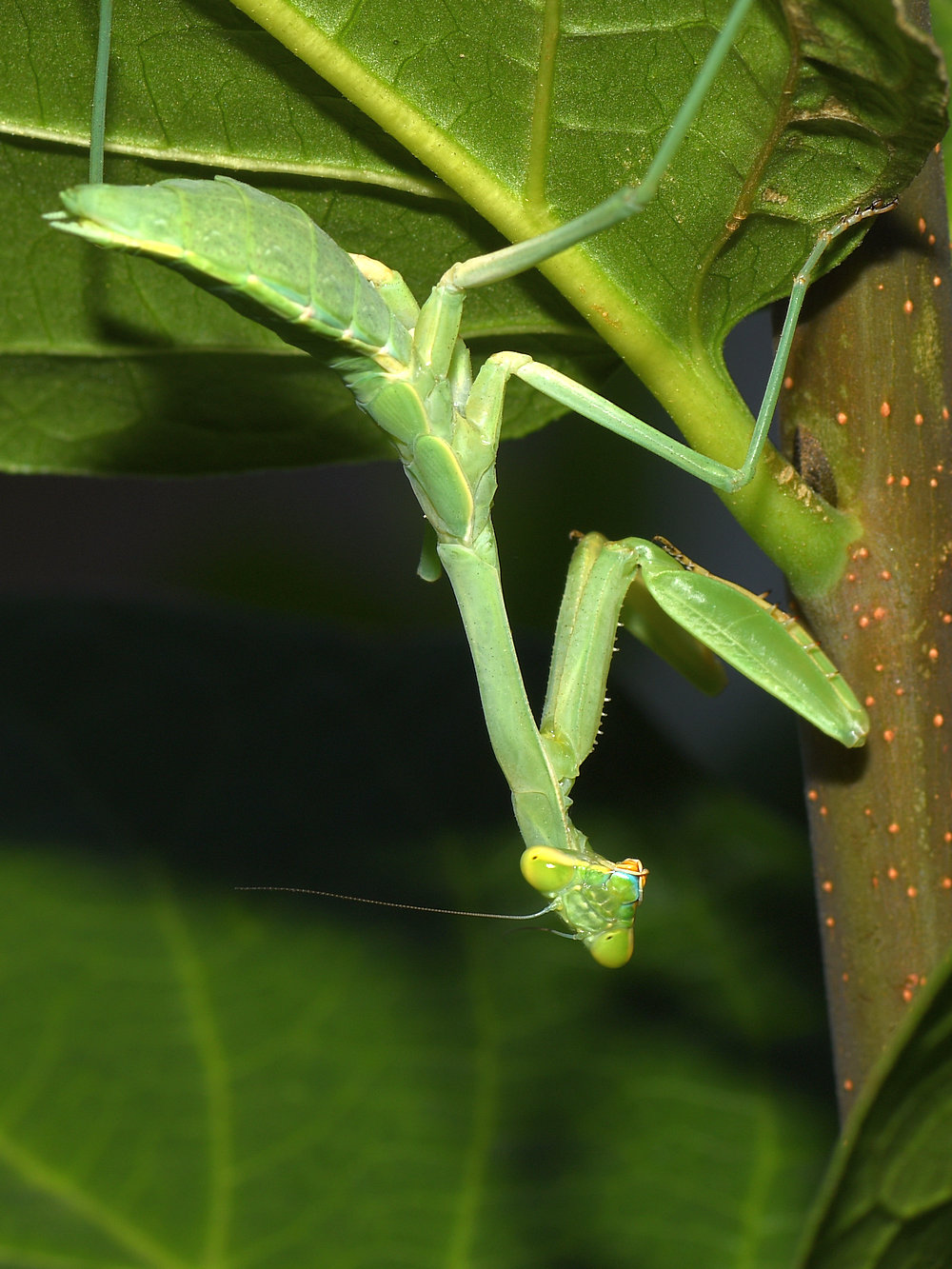 Mantis.jpg