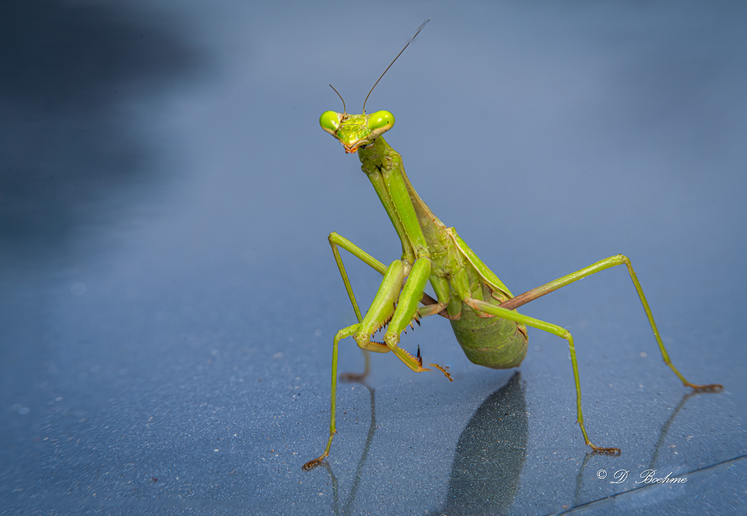 mantis.jpg