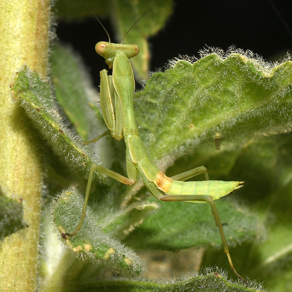 Mantis2.jpg