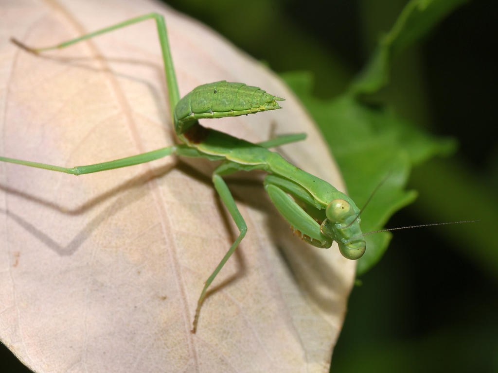 Mantis2.jpg