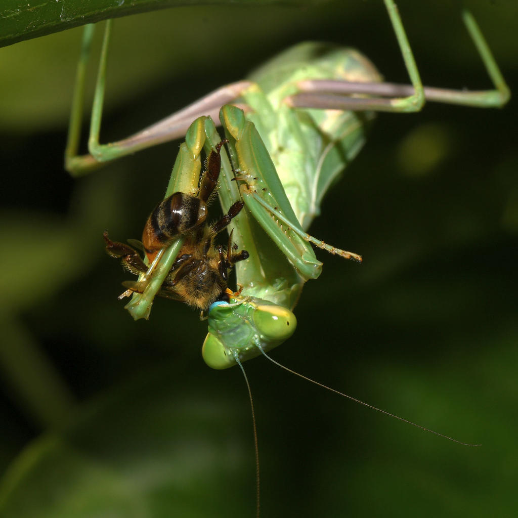 Mantis2.jpg
