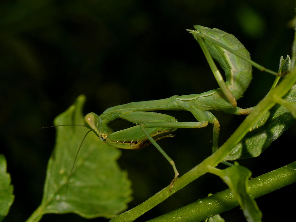 Mantis2.jpg