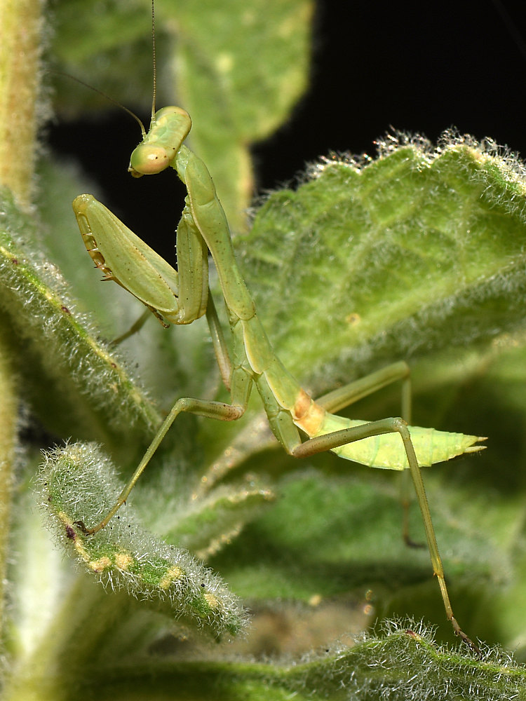 Mantis3.jpg