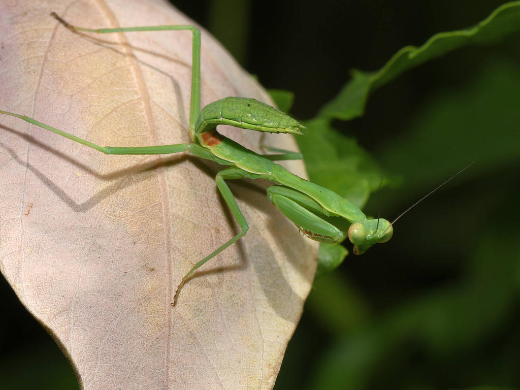 Mantis3.jpg