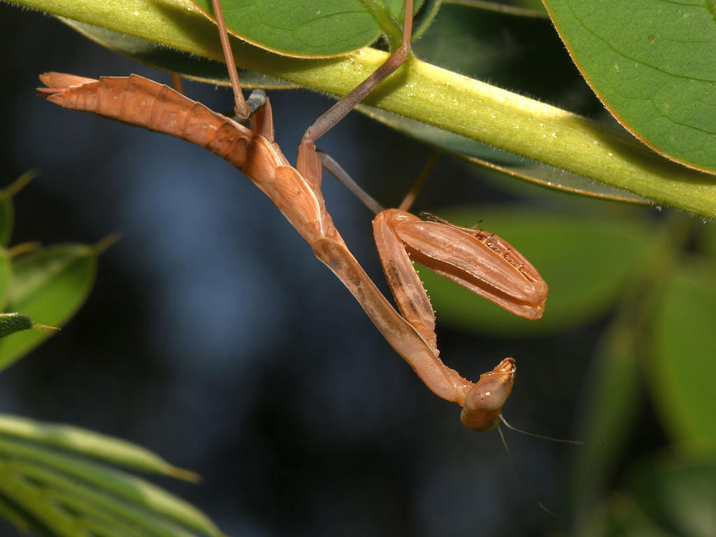 Mantis3.jpg