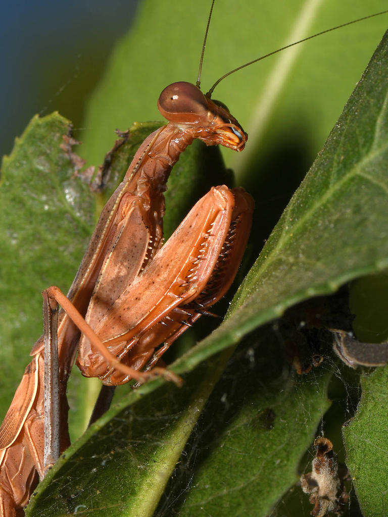 Mantis3.jpg