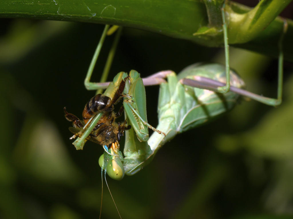Mantis3.jpg