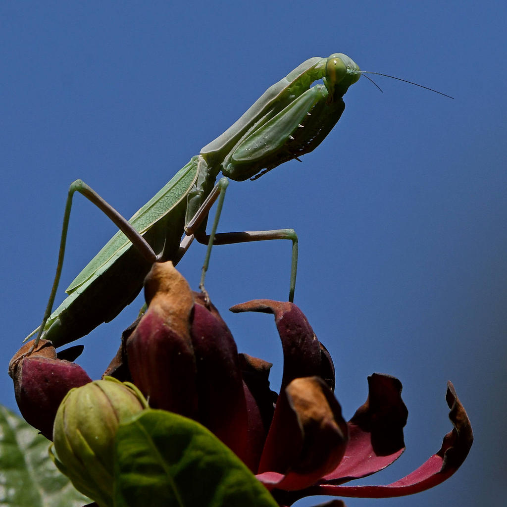 Mantis3.jpg