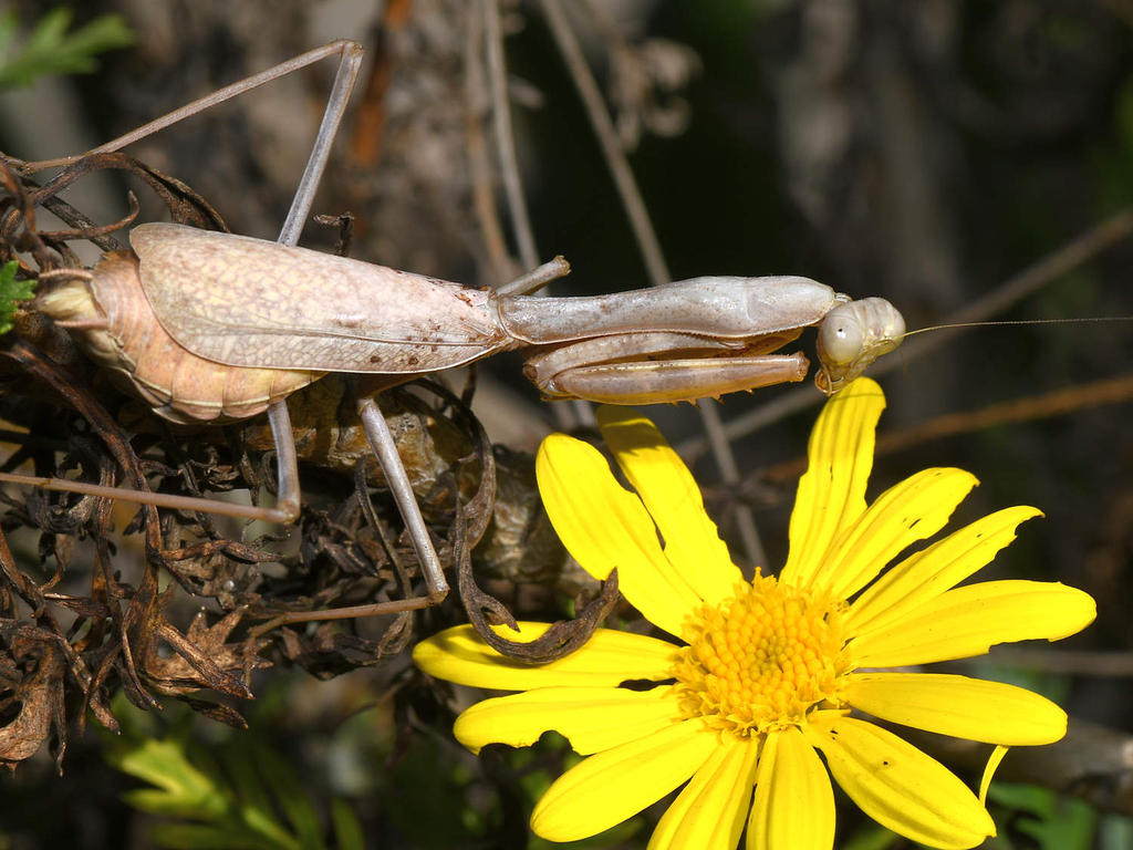 Mantis3.jpg