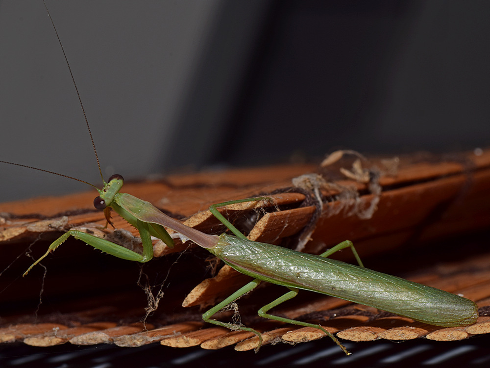 Mantis4.jpg