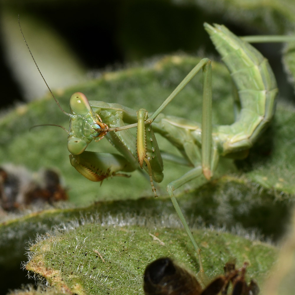 Mantis4.jpg