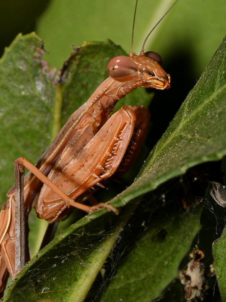 Mantis4.jpg