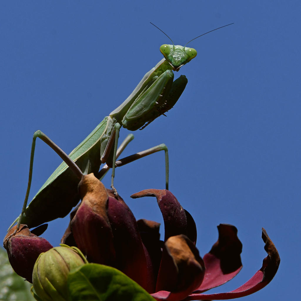 Mantis4.jpg