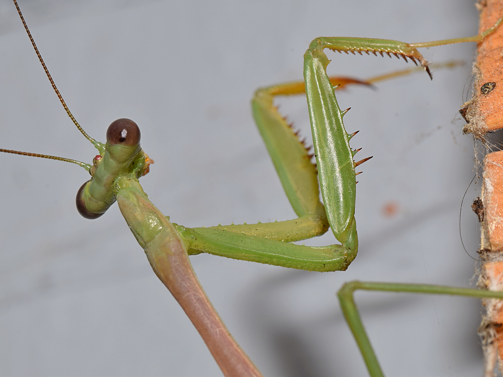 Mantis5.jpg