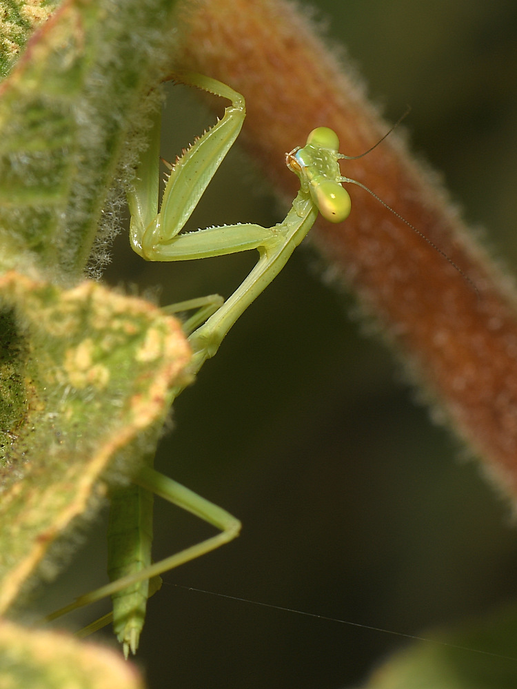 Mantis5.jpg