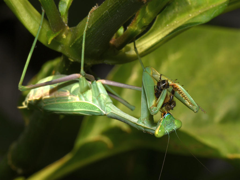 Mantis5.jpg