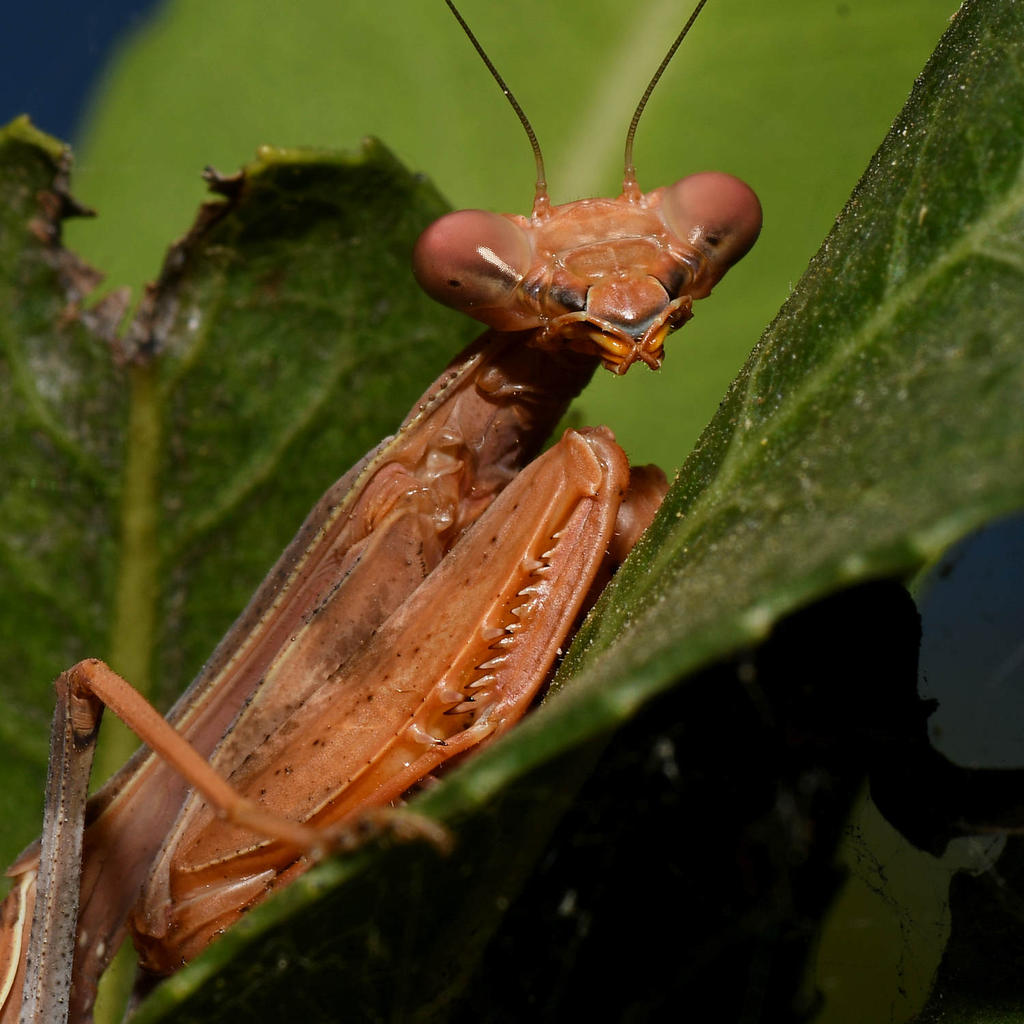Mantis6.jpg