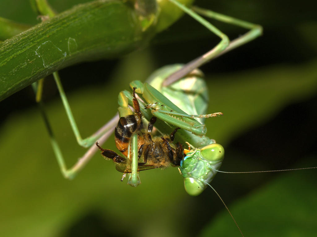 Mantis6.jpg