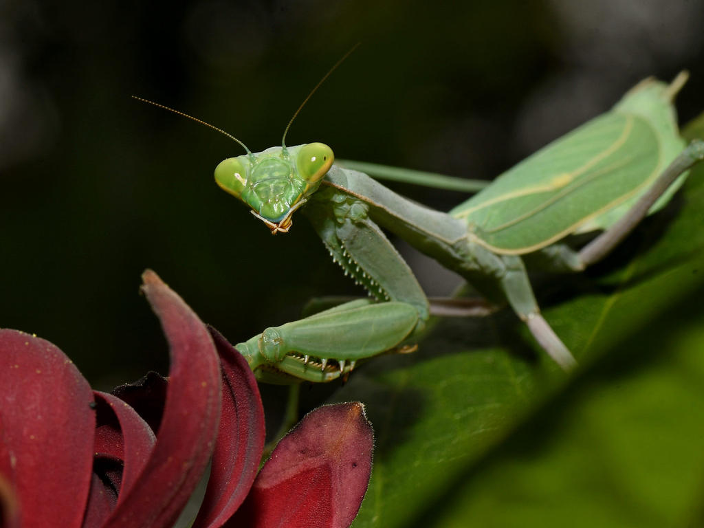 Mantis6.jpg