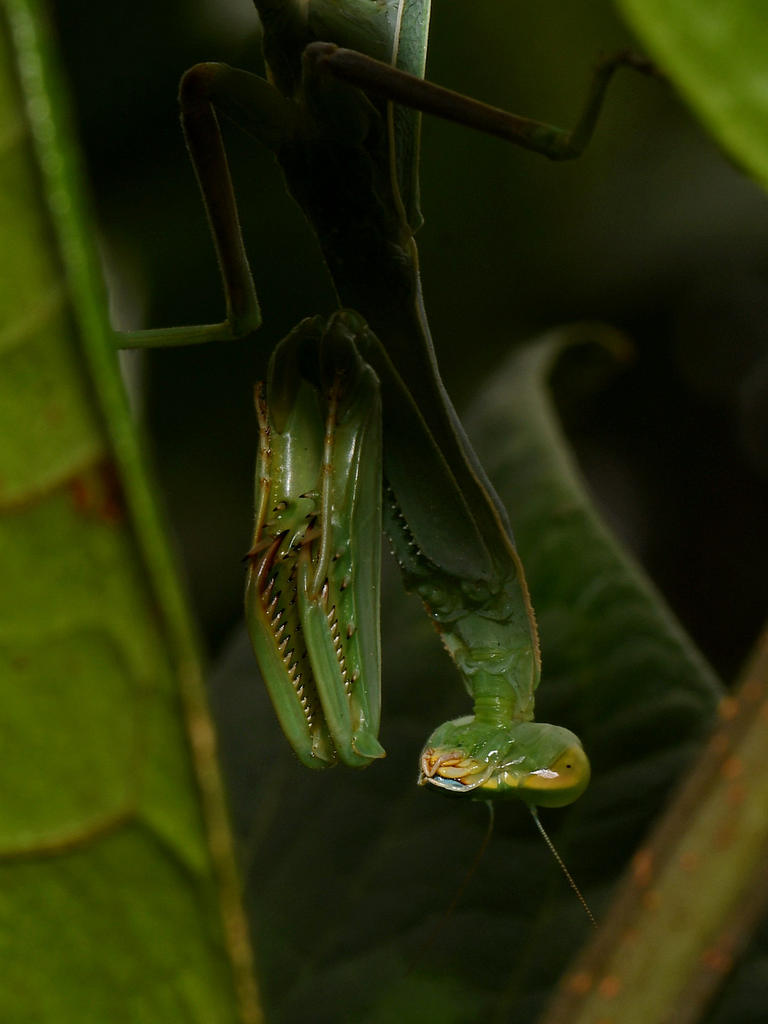 Mantis7.jpg