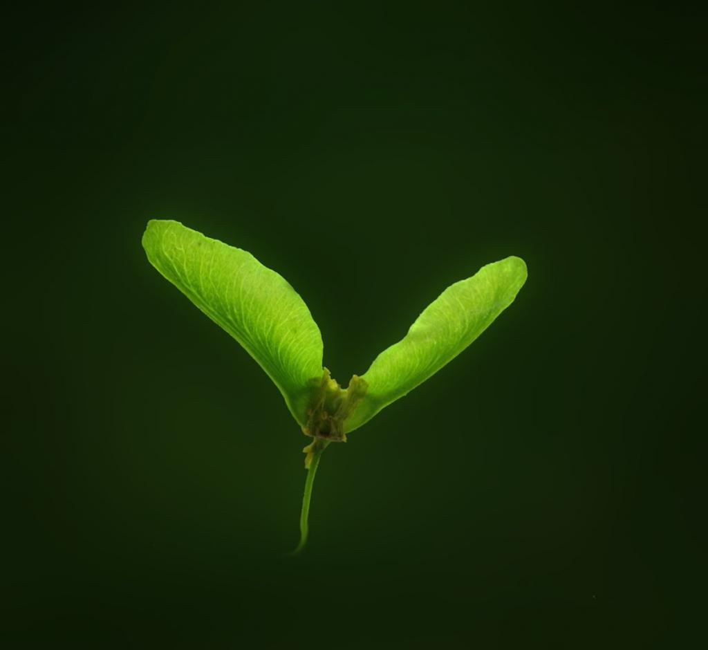 maple seed.jpg
