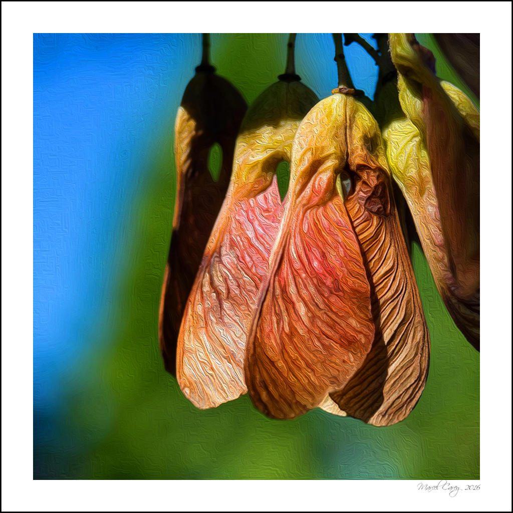 maple seeds.jpg