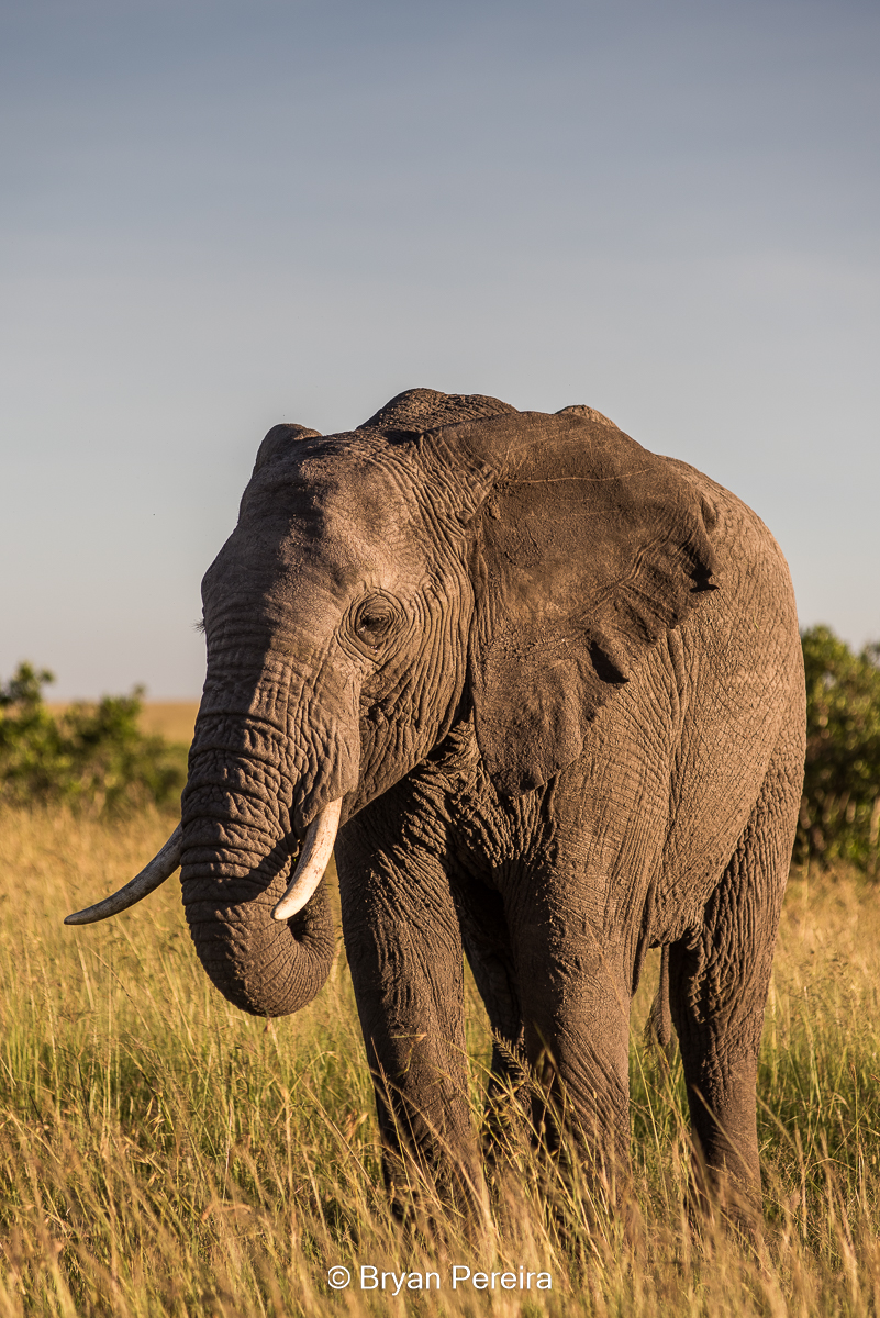 mara_18d3_7796_bryanpereira.jpg