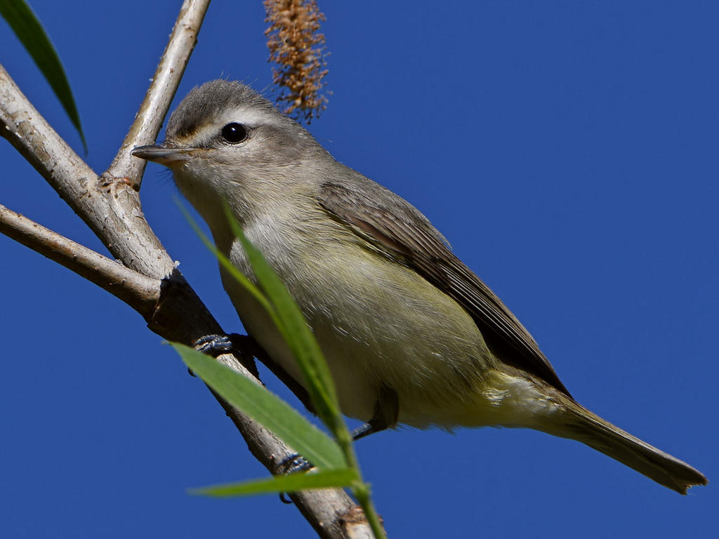 MarblingVireo.jpg