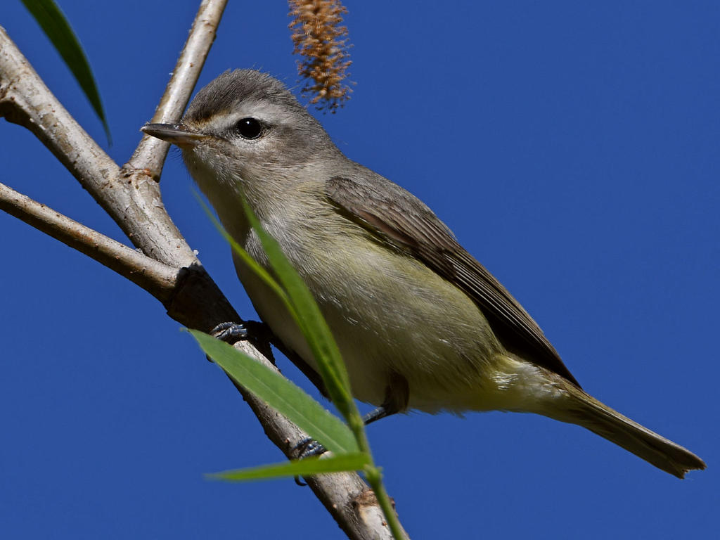 MarblingVireo2.jpg