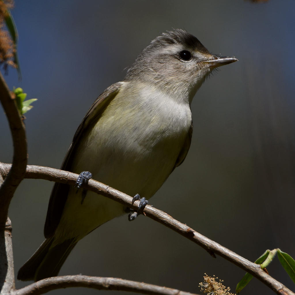 MarblingVireo3.jpg