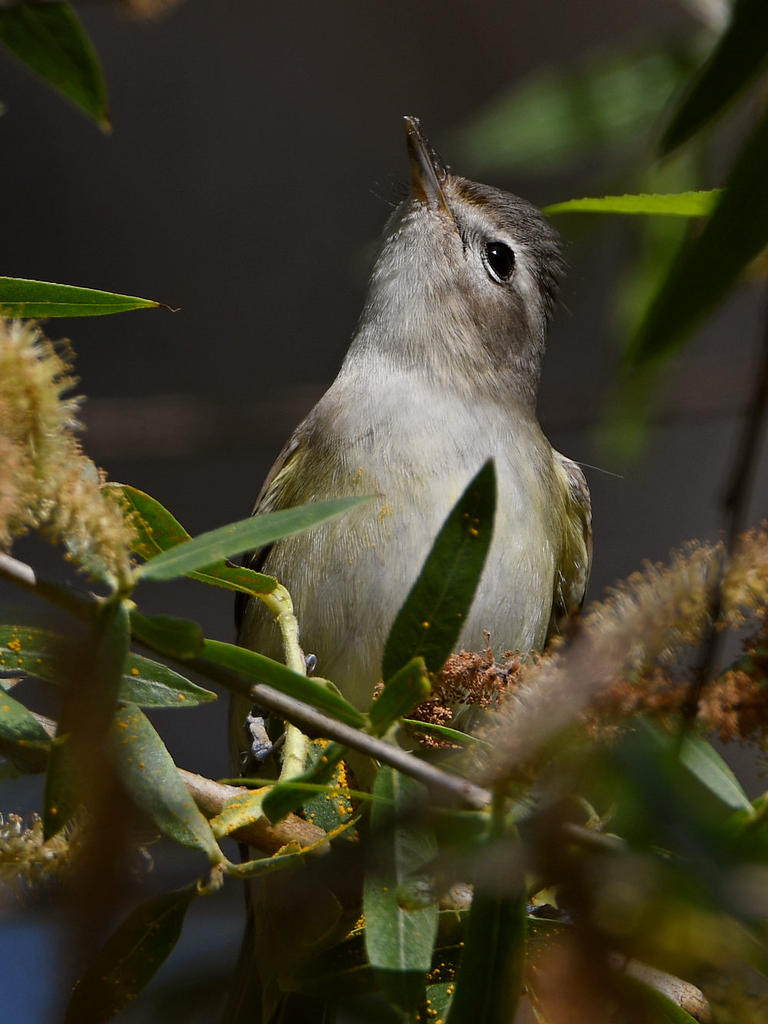 MarblingVireo4.jpg