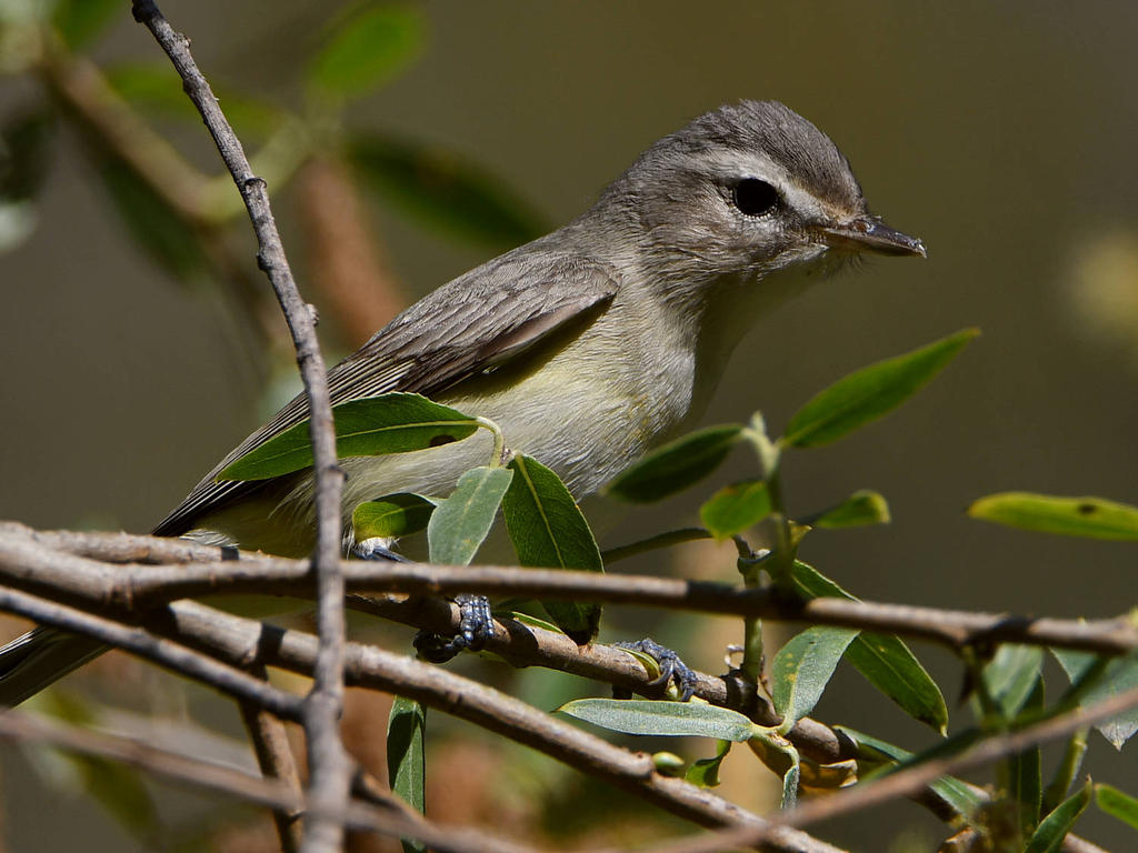 MarblingVireo6.jpg