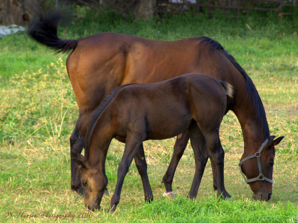 Mare and Foal 8-18-2016.jpg