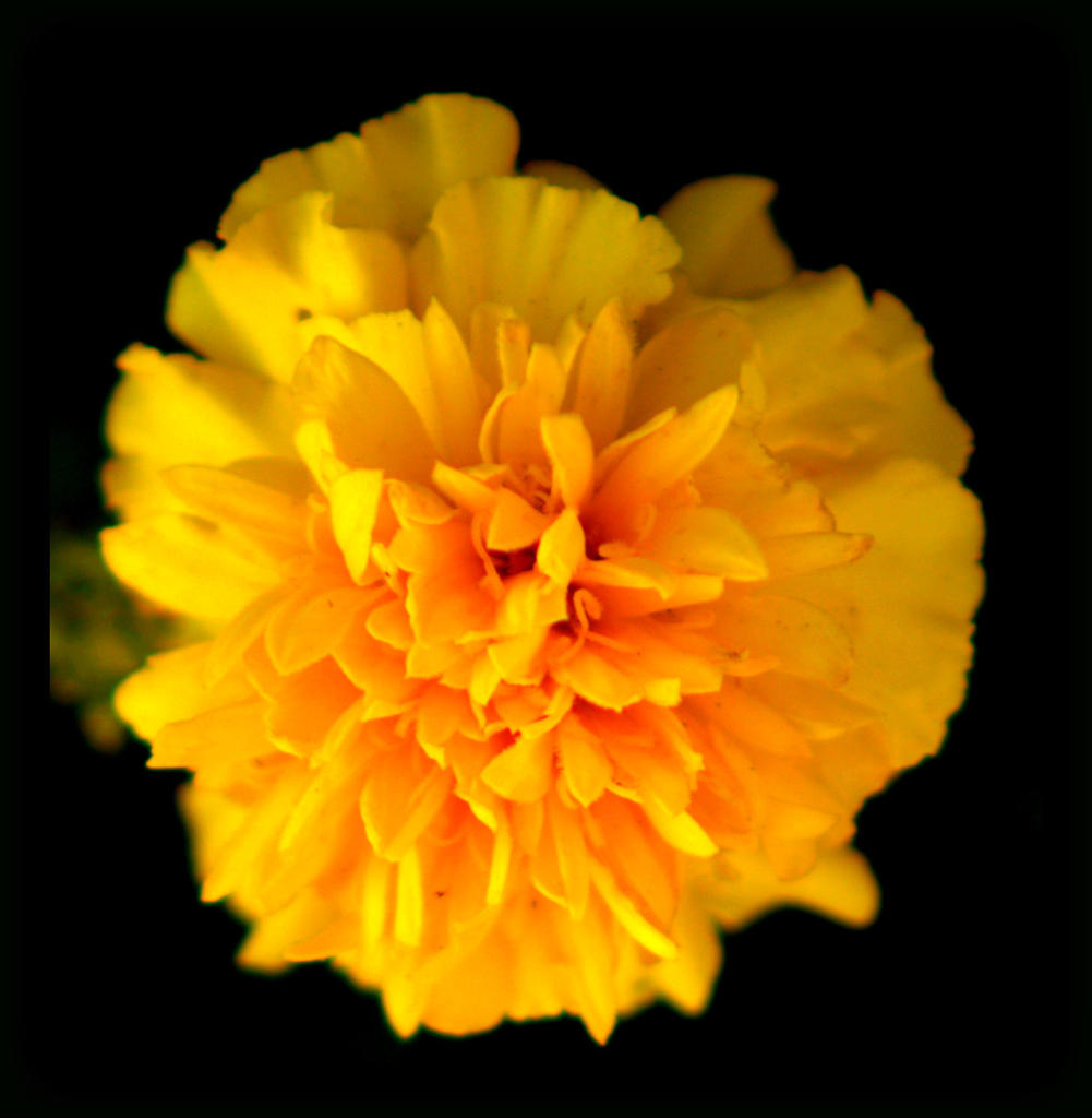 Marigold 9-7-2014.jpg